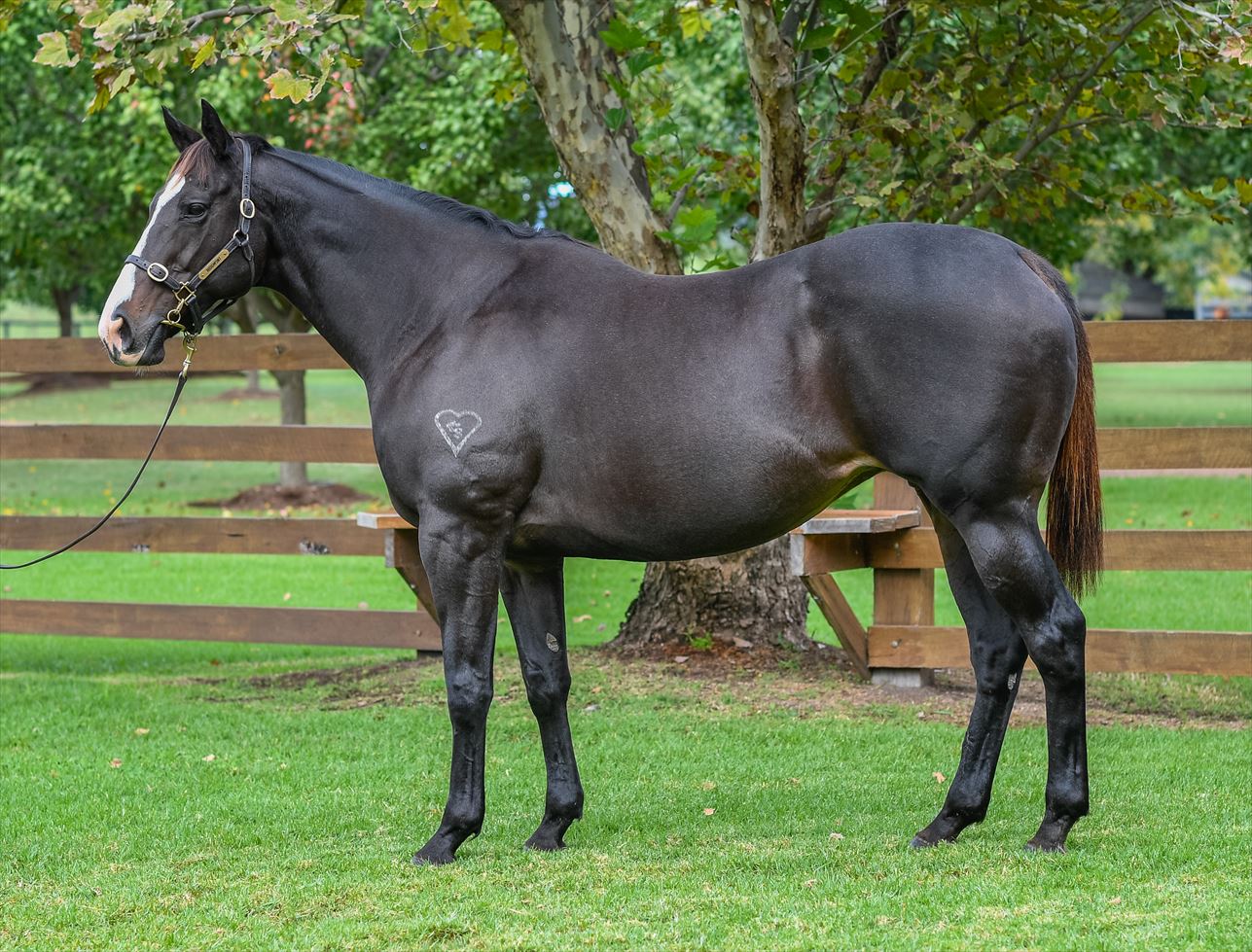 2024 Boutique Thoroughbreds Online Sale Inglis Digital Online Auctions